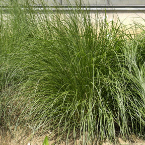 Pennisetum alopecuroides japonicum - Herbe aux écouvillons Japonicum - Pennisetum - Pennisetum