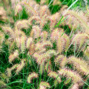 Pennisetum - Herbe aux écouvillons Little Bunny - Pennisetum - Pennisetum alopecuroides Little Bunny