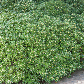 Vente Pittosporum tobira - Pittosporums