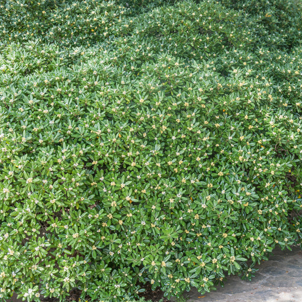 Vente Pittosporum tobira - Pittosporums