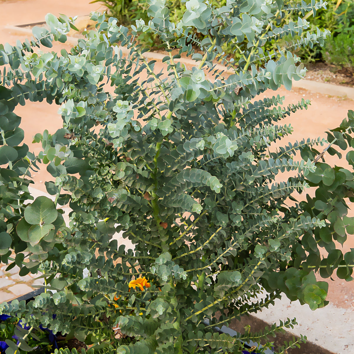 Eucalyptus cendré Silver Dollar - Willemse
