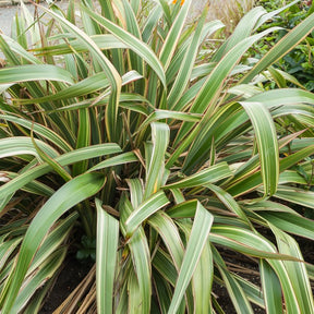Lin de Nouvelle-Zélande tricolore - Phormium tricolor - Willemse