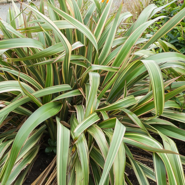Lin de Nouvelle-Zélande tricolore - Phormium tricolor - Willemse