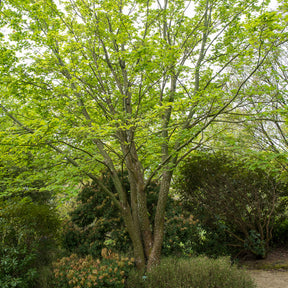 Erable du père David - Acer davidii - Willemse