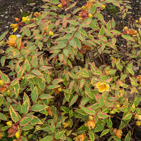 Millepertuis de Moser Tricolor - Willemse