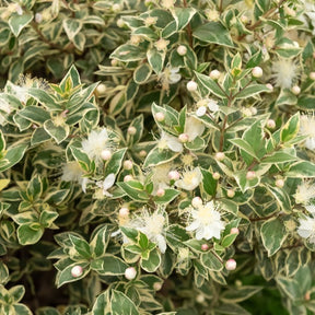 Myrte commun Variegata - Willemse