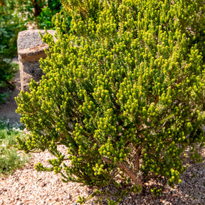 Olearia nummulariifolia - Olearia nummulariifolia - Willemse