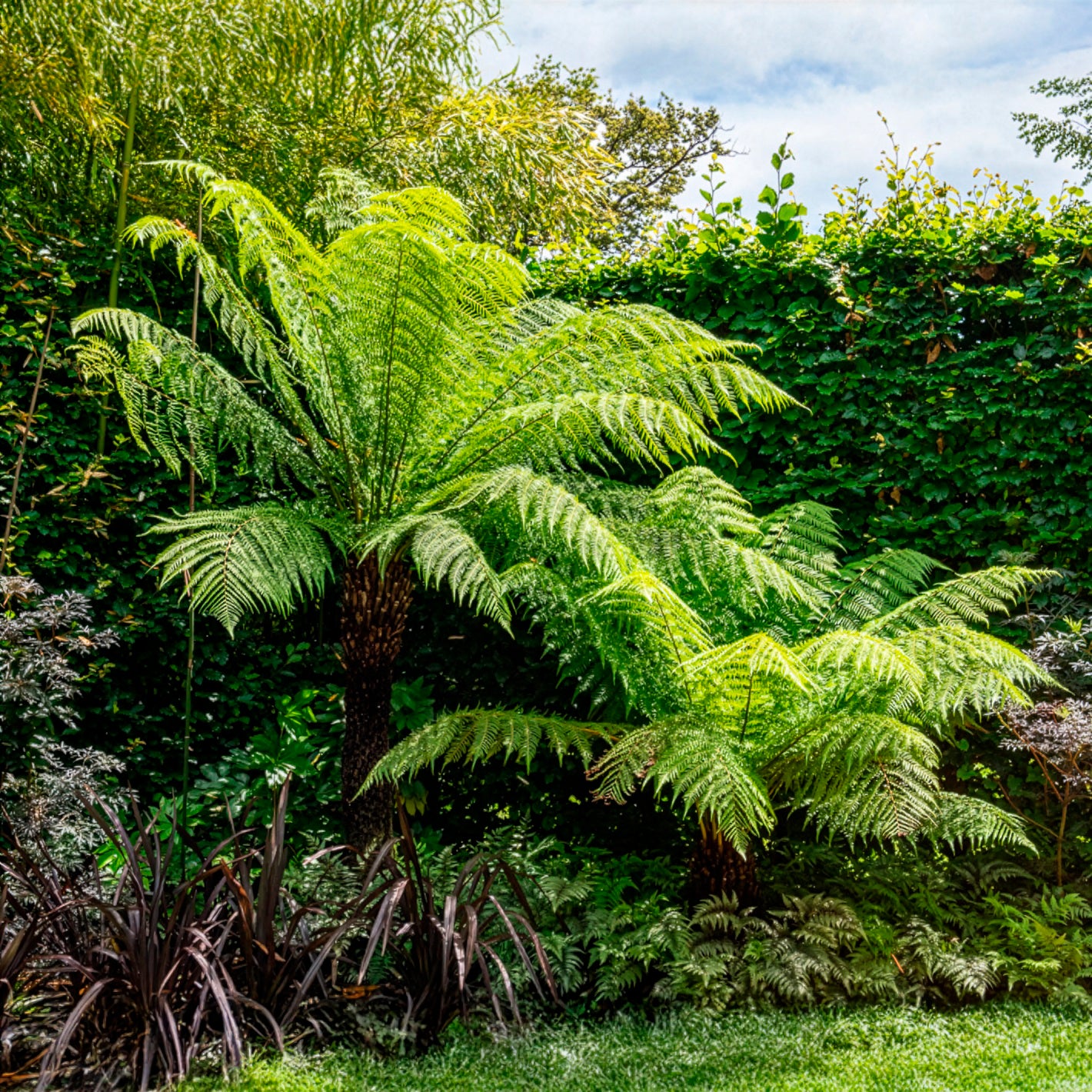 Fougère arborescente de Tasmanie - Willemse