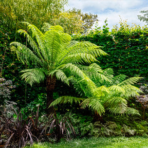 Fougère arborescente de Tasmanie - Willemse