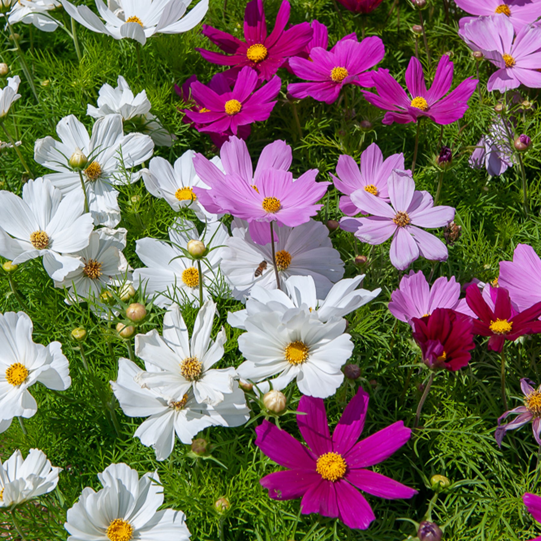 Graines de fleurs - Cosmos Sensation en mélange - Cosmos bipinnatus