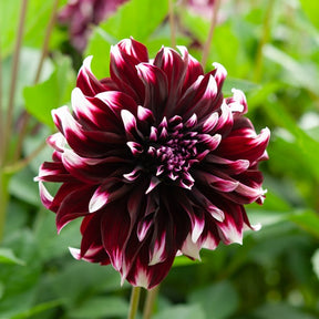 Vente 5 Grands Dahlias en mélange - Dahlia 'Diva', 'Clair Obscure', 'Mistery Day', 'Seduction', 'Luka Johanna'