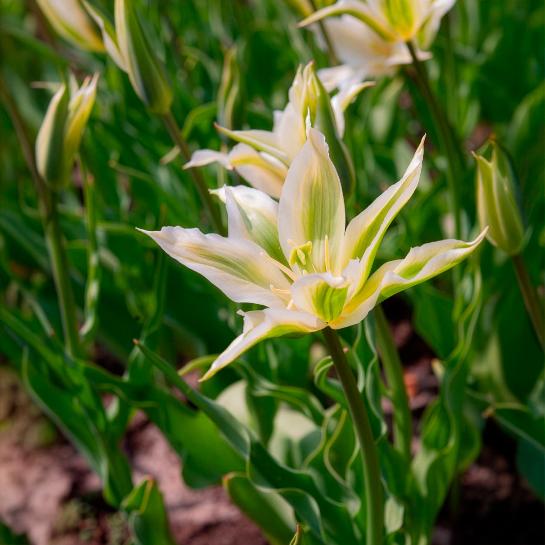 Vente 10 Tulipes à fleurs de lis Greenstar