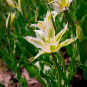 Vente 10 Tulipes à fleurs de lis Greenstar