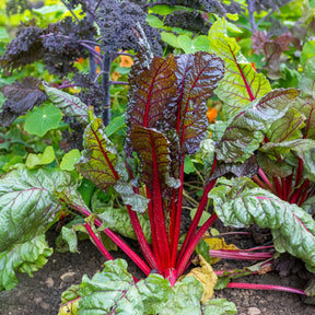 Poirée à carde rouge Rhubarb Chard