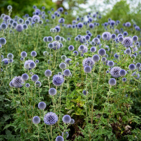 Boule azurée - Chardon boule - Echinops