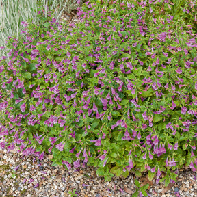 Calamintha grandiflora - Calament - Thés de l'Aubrac - Calament