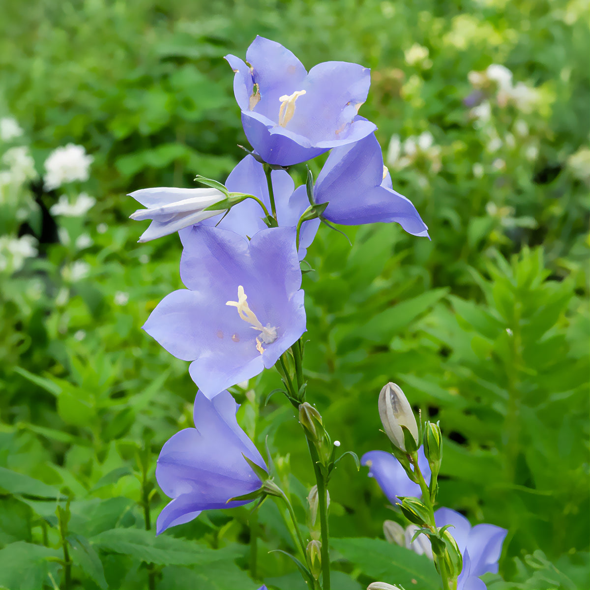 Campanule à feuilles de pêcher - Willemse