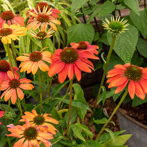 Echinacée pourpre Cheyenne Spirit  - Echinacea purpurea Cheyenne Spirit - Willemse