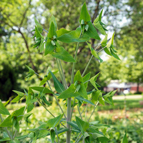 Euphorbia lathyris - Euphorbe des Jardins - Epurge - Euphorbe