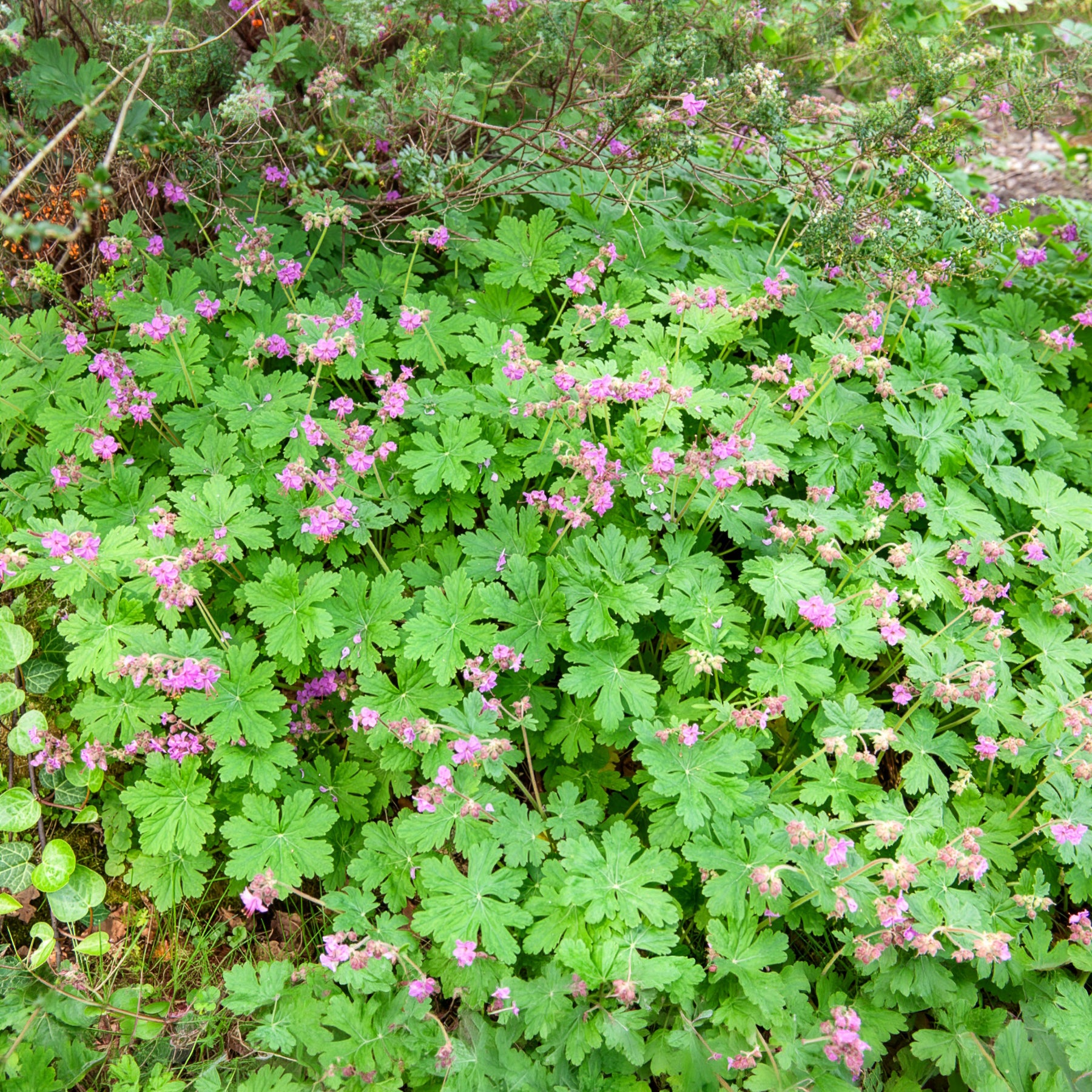 Géranium vivace - Géraniums vivaces - Willemse