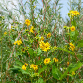Tournesol vivace Capenoch Star - Willemse