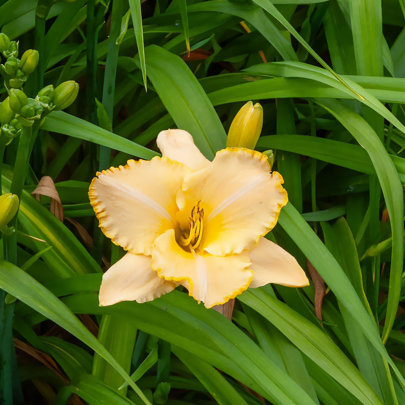 Hémérocalle Serena Sunburst - Willemse