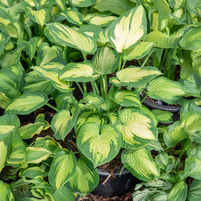 Hosta Paul's Glory
