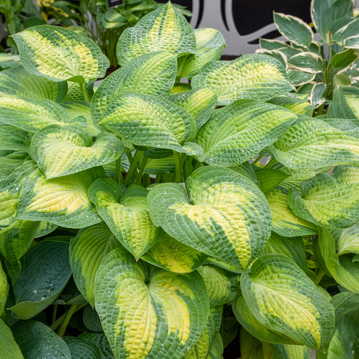 Hosta Paul's Glory - Hosta hybride pauls glory - Willemse