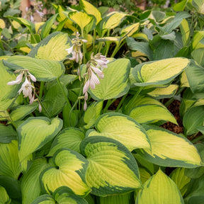 Hosta Paul's Glory