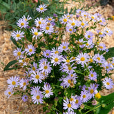 Kaliméris Blue Star - Willemse