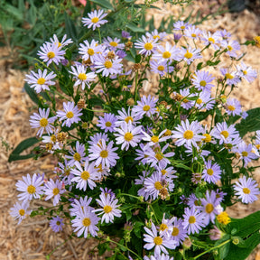 Kaliméris Blue Star - Willemse