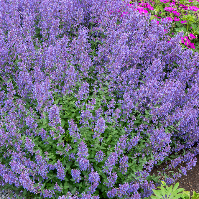 Nepeta - Nepeta Junior Walker - Nepeta faassenii Junior Walker