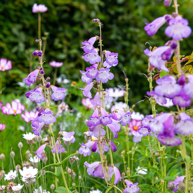 Galane - Galane Alice Hindley - Penstemon - Penstemon Alice Hindley