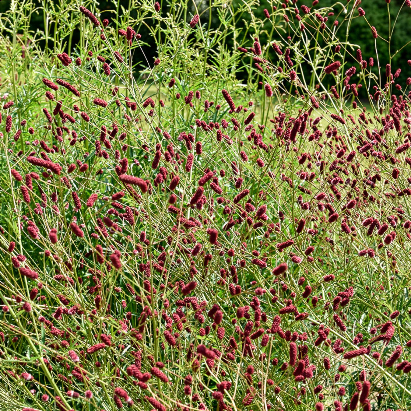 Vente 5 Vivaces pour prairie fleurie - 