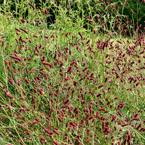 Vente 5 Vivaces pour prairie fleurie - 