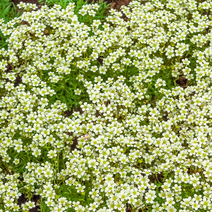 Saxifrage mousse Pixie White - Willemse