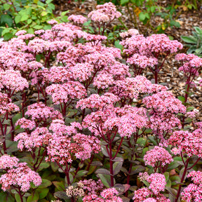 Sédums - Sedum Matrona - Sedum matrona