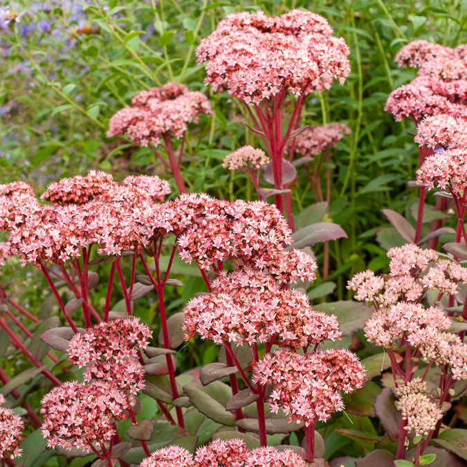 Vente Sedum Matrona - Sedum matrona