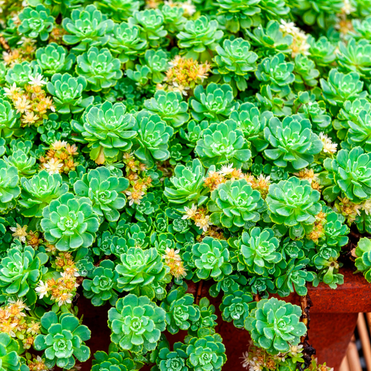 Sedum pachyclados - Sedum pachyclados - Willemse