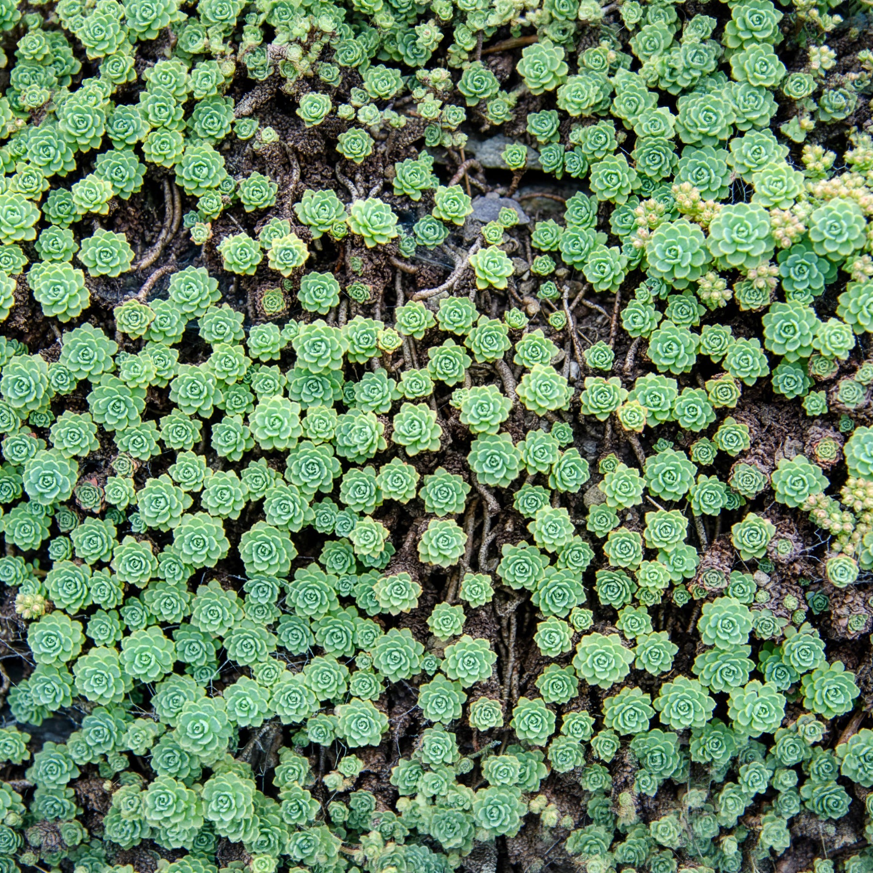 Sedum pachyclados - Sedum pachyclados - Sédums