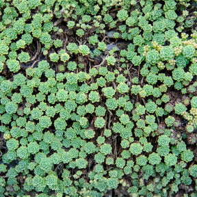 Sedum pachyclados - Sedum pachyclados - Sédums