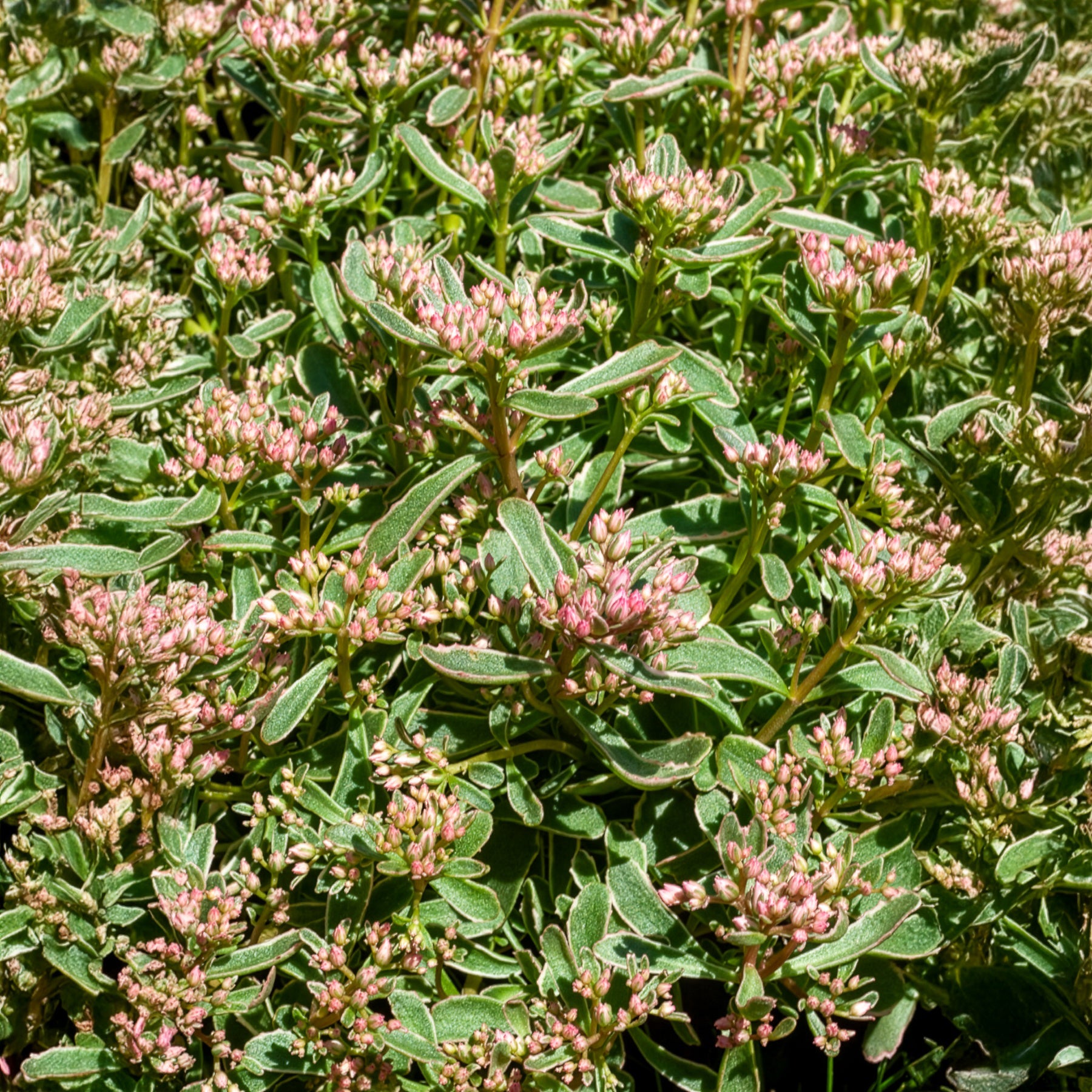 Vente Sedum spurium panaché