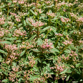 Vente Sedum spurium panaché