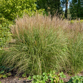 Eulalie Kleine Silberspinne - Miscanthus sinensis kleine silberspinne - Willemse