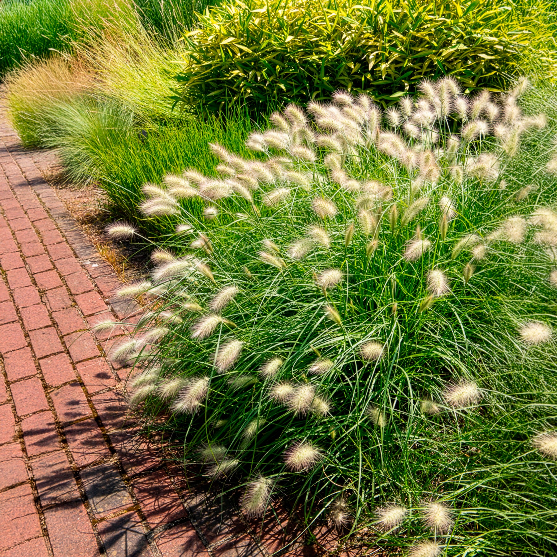 Pennisetum villosum - Herbe aux écouvillons hérissée - Pennisetum - Pennisetum