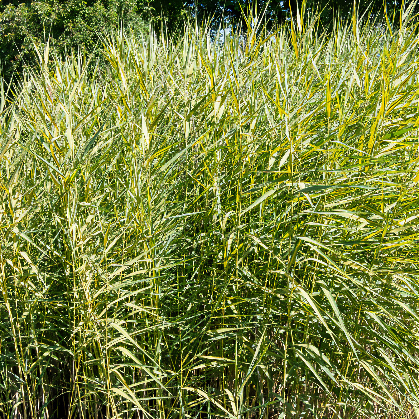 Phragmites australis variegatus - Roseau panaché - Plantes de berges