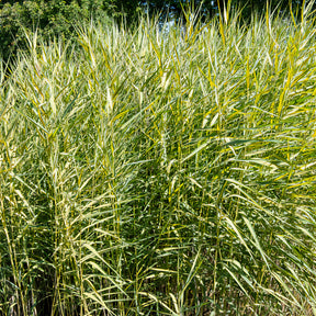 Phragmites australis variegatus - Roseau panaché - Plantes de berges
