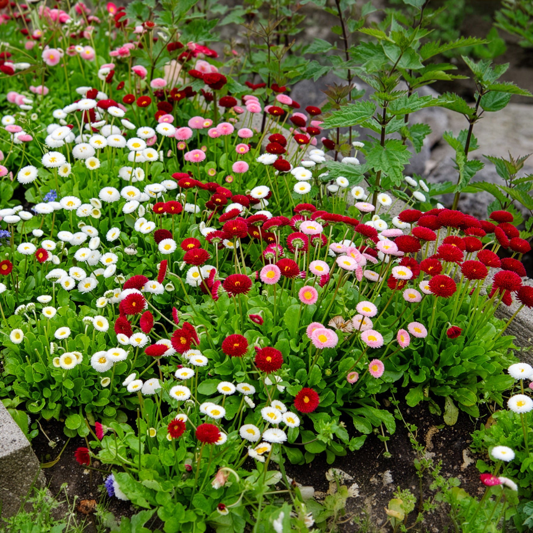 Bellis perennis - 2 Pâquerettes en mélange - Fleurs vivaces