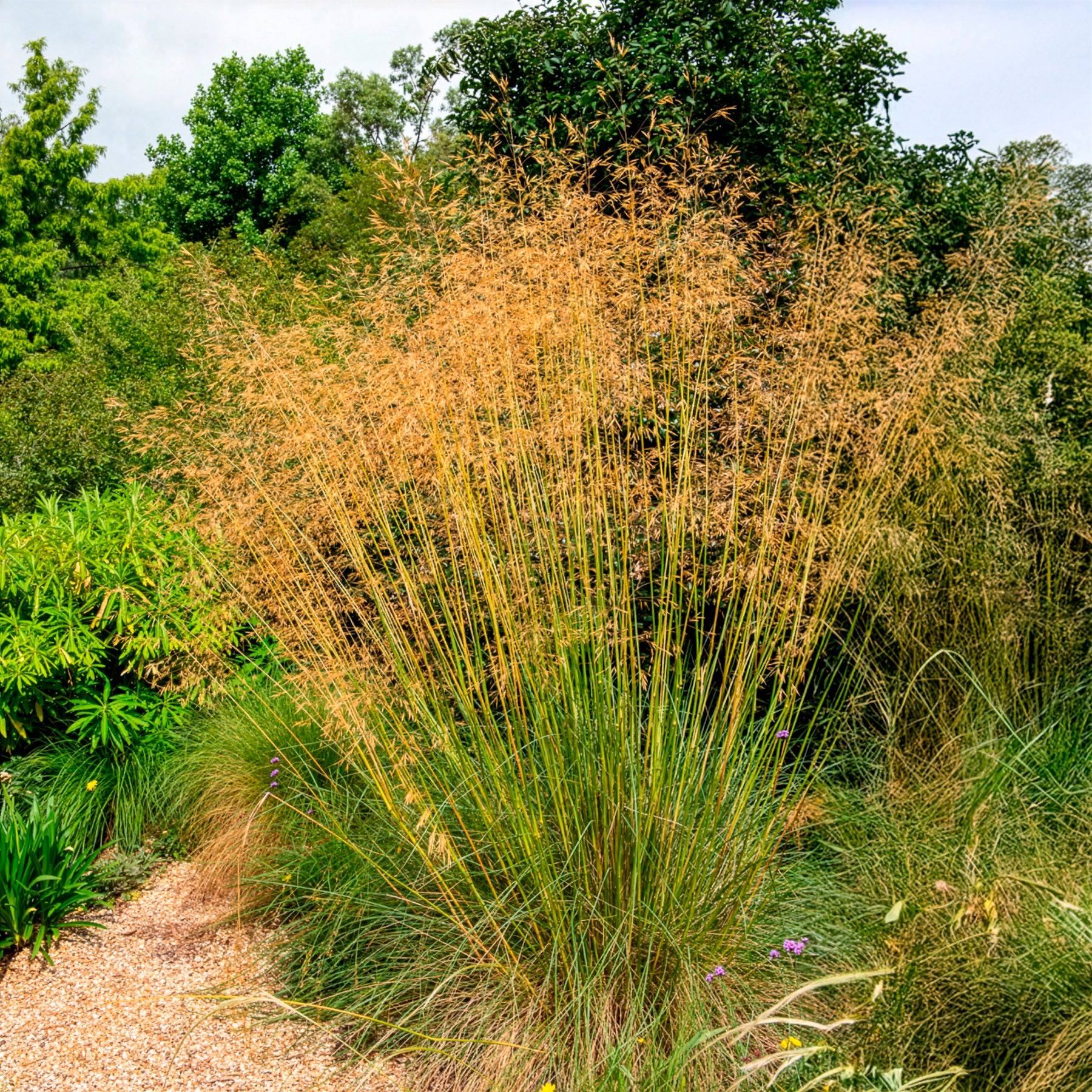 Stipe géante - Stipe - Stipa - Willemse