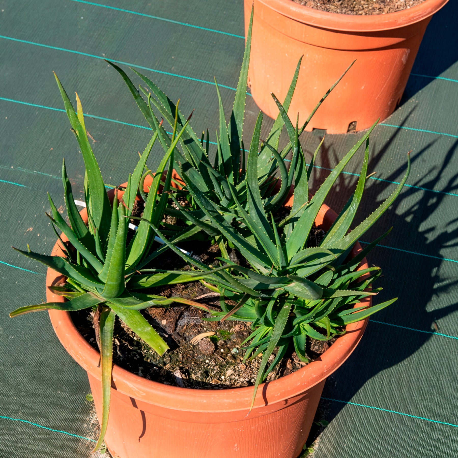 Aloe x safari Sunrise ® - Aloe Safari Sunrise - Plantes grasses d'extérieur